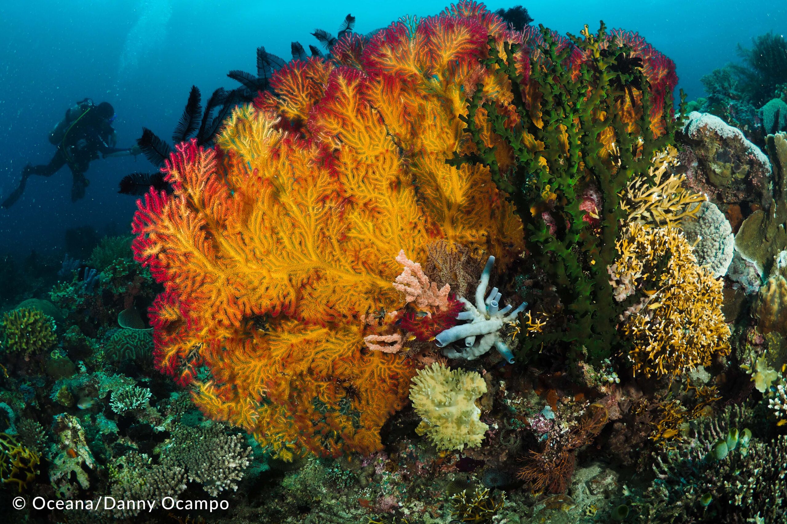 Legislators, fisherfolk, NGOs call for enhanced coral reefs and marine ...