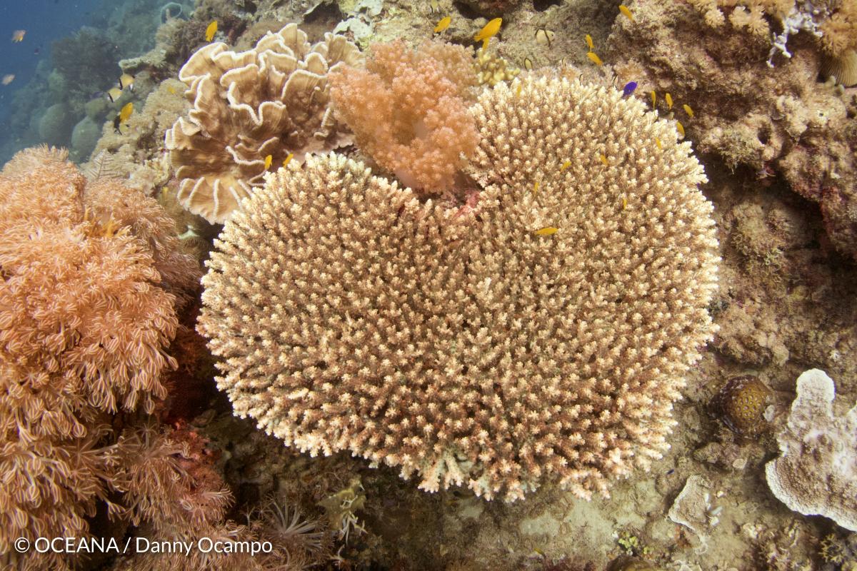 Perfect Stony Coral Acropora Sp by Ifish