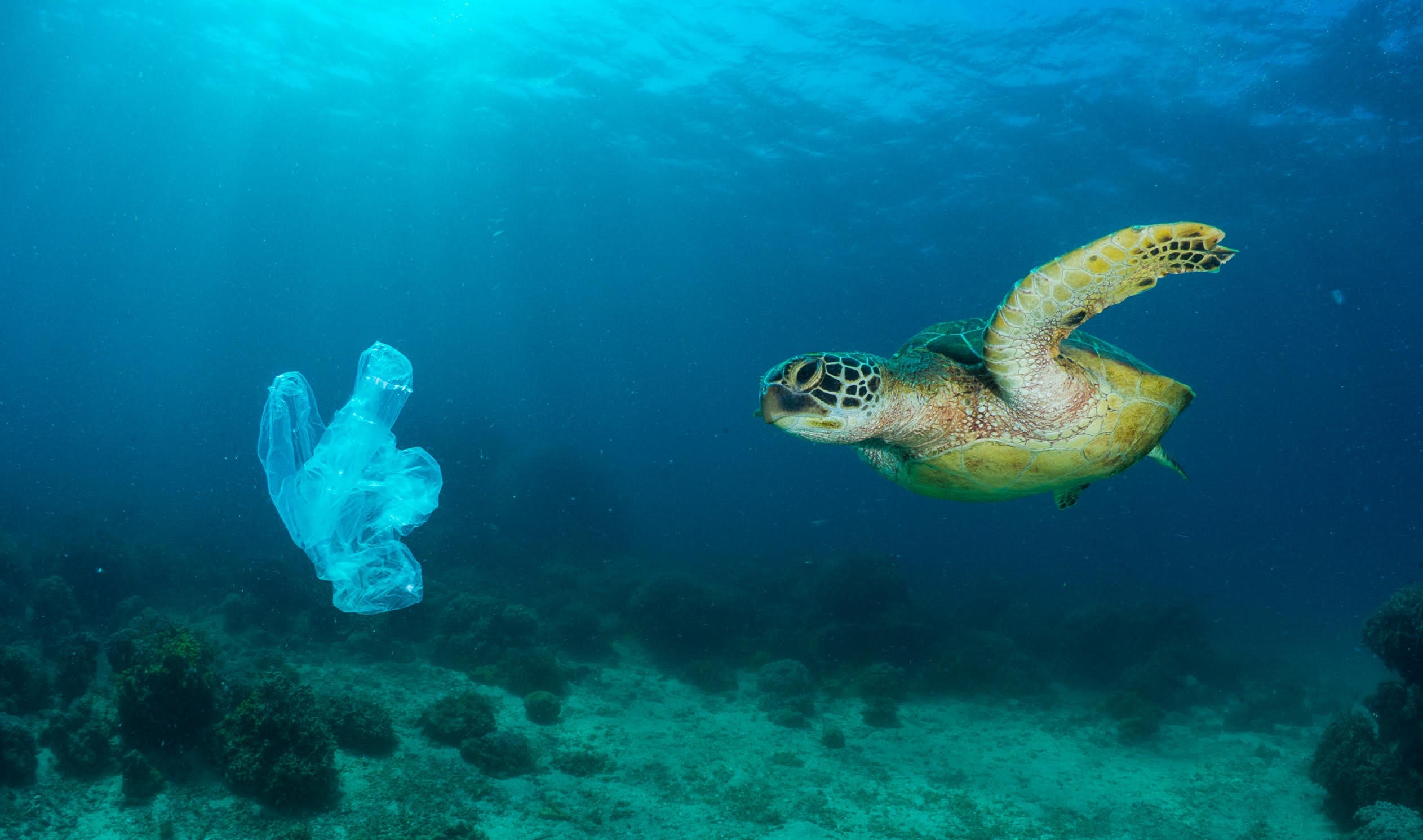 Single-use Plastics - Oceana Philippines