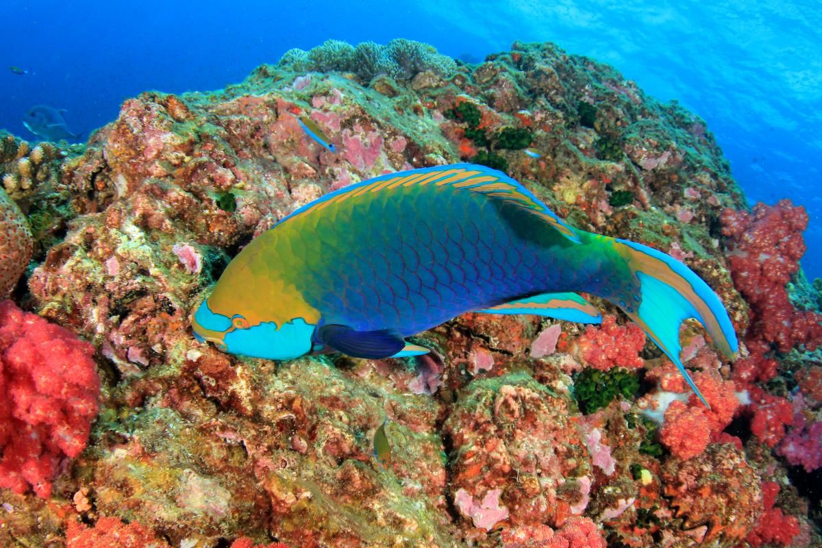 On Coral Resiliency - Oceana Philippines