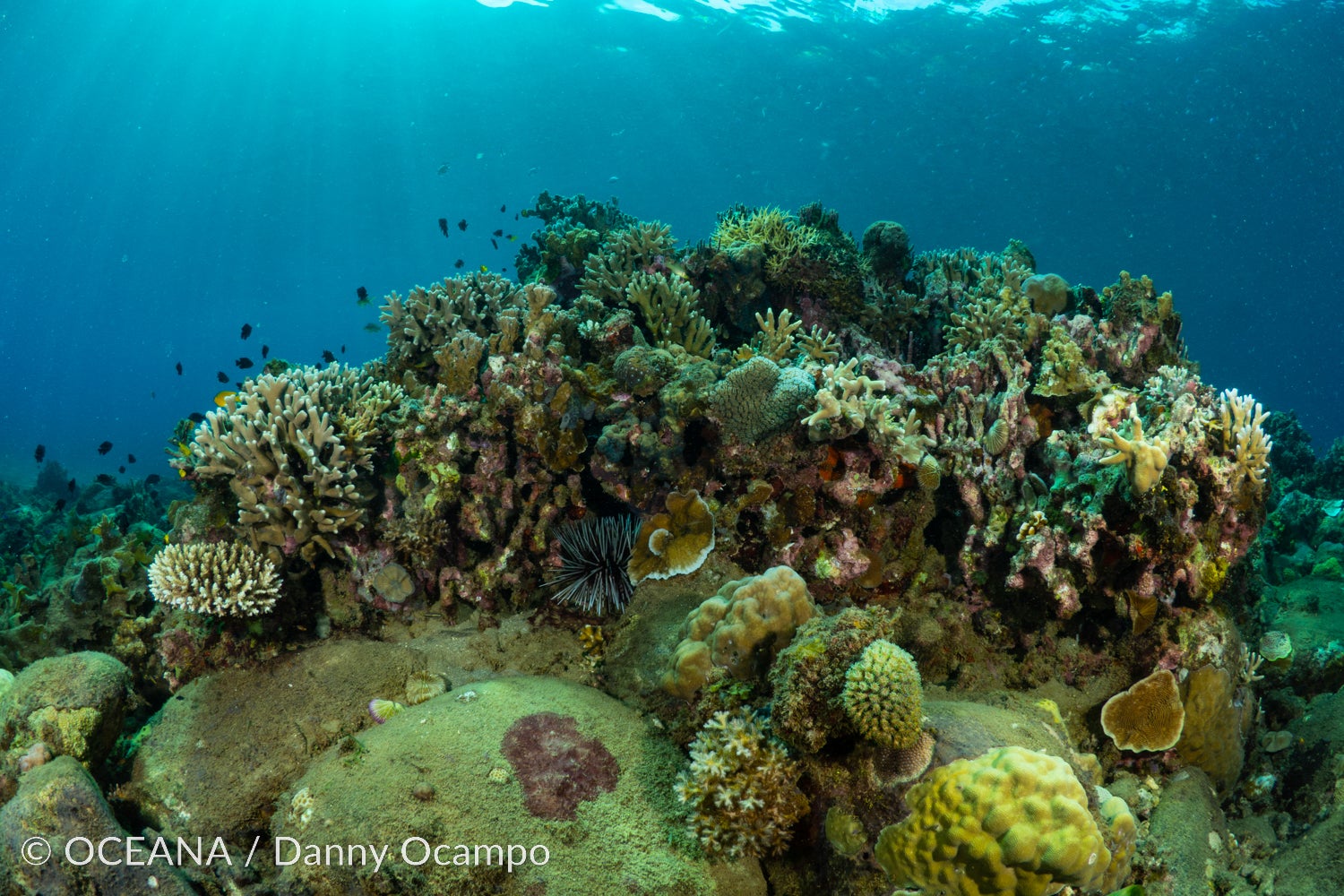 Strengthen Coral-Rich Marine Protected Areas - Oceana Philippines